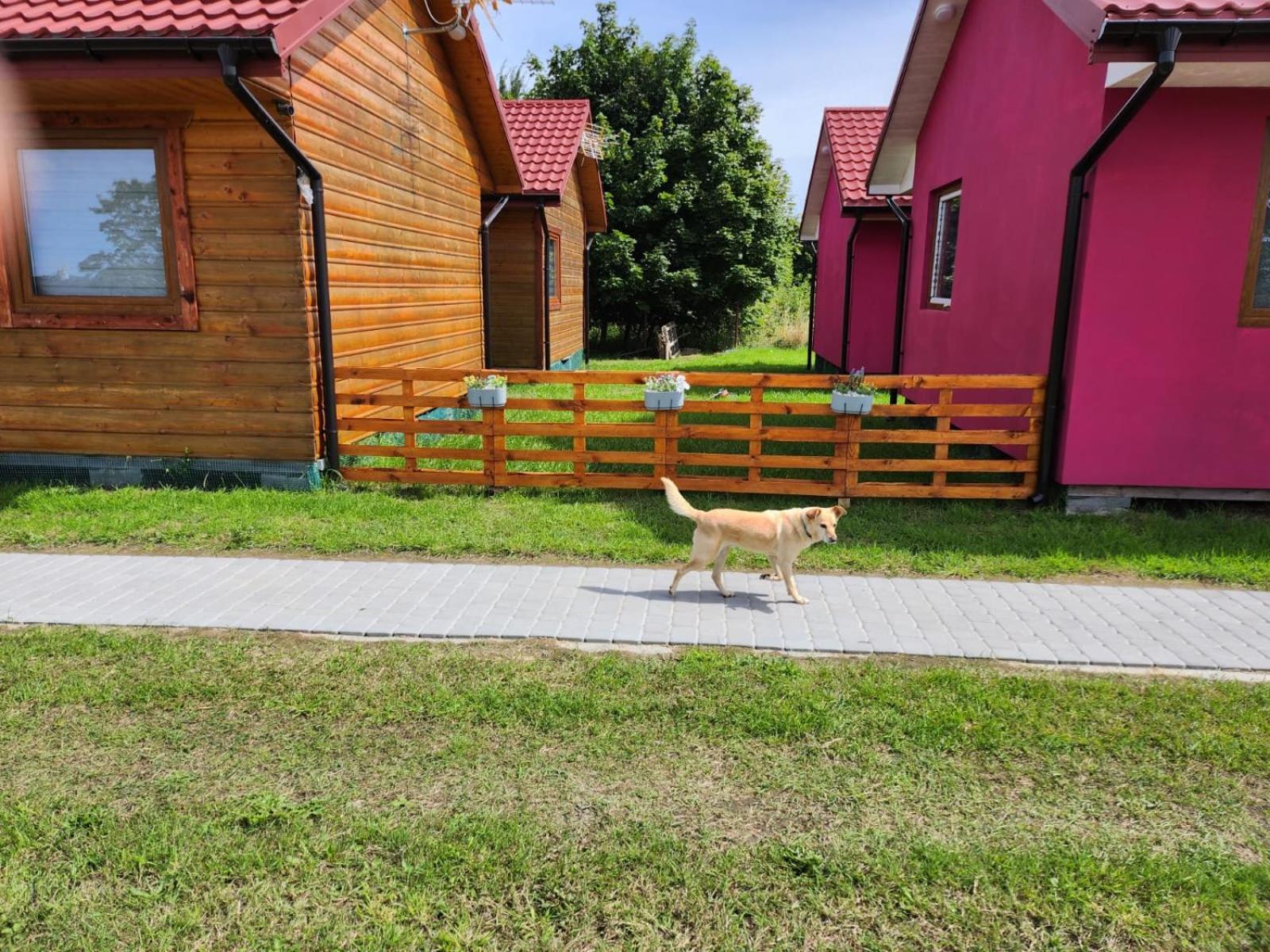 Domki Letniskowe U Zuni Chłopy Buitenkant foto